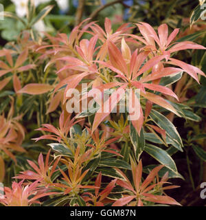 Pieris japonica - `Variegata'   TRS084169 Stock Photo